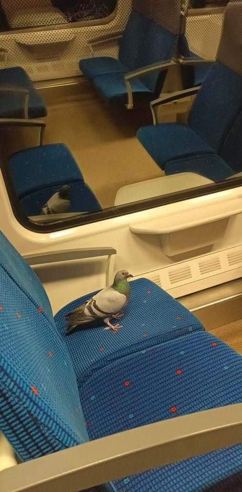 Obrázek cerny pasazer2