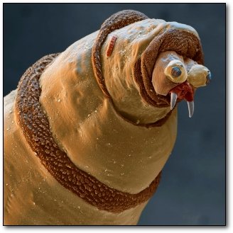 Obrázek cerv pod mikroskopem