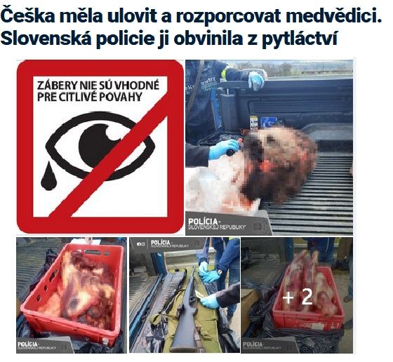 Obrázek ceska turistka vs slovenska medvedice