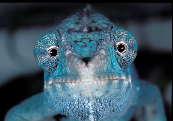 Obrázek chameleon