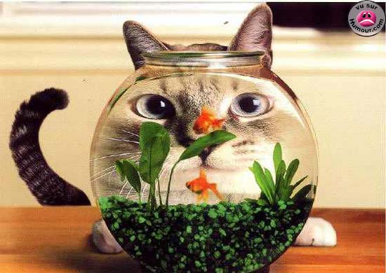 Obrázek chat aquarium