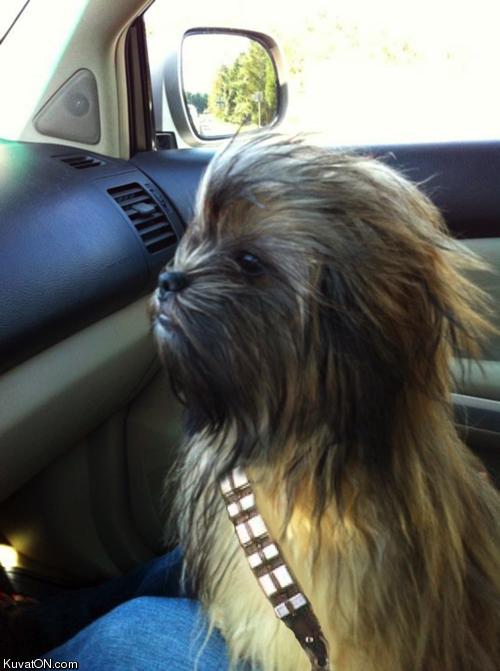 Obrázek chewbacca dog