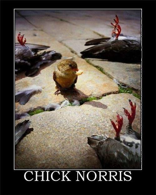 Obrázek chick norris