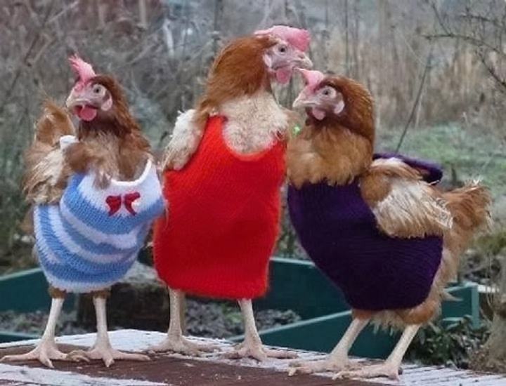 Obrázek chicken-fashion