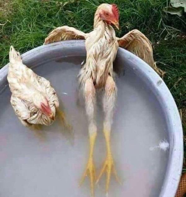 Obrázek chicken soup   