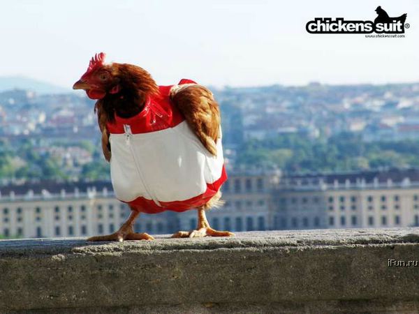 Obrázek chickens suit
