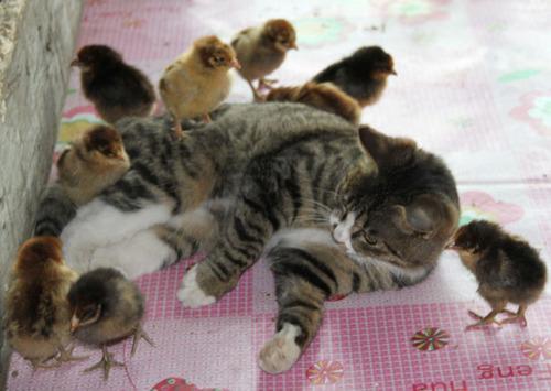 Obrázek chicks showing their pussy