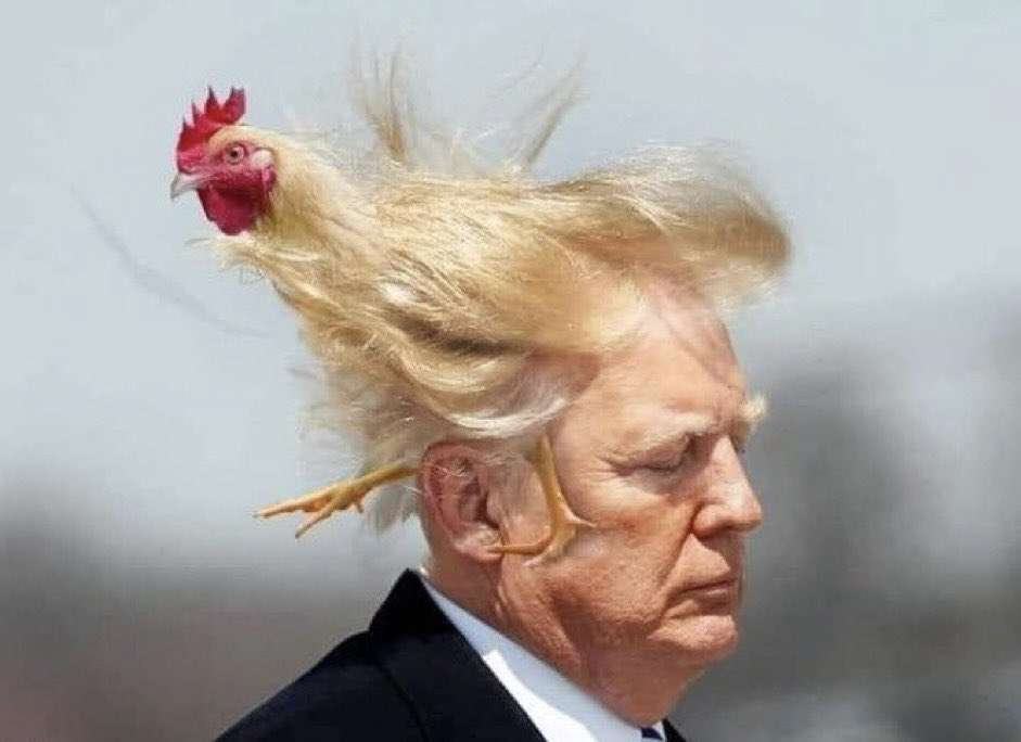 Obrázek chicky