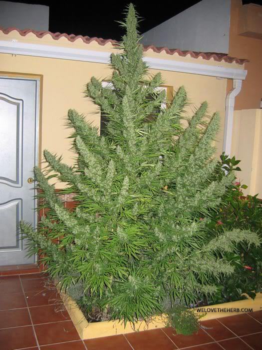 Obrázek christmas tree