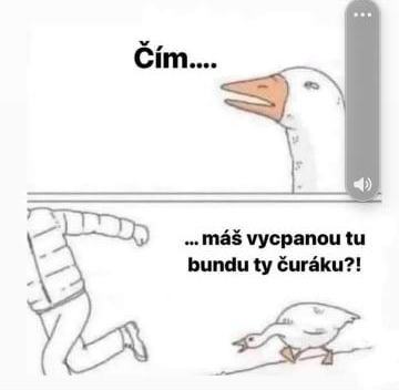 Obrázek cim mas vycpanou tu bundu