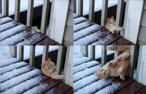 Obrázek climbing cat