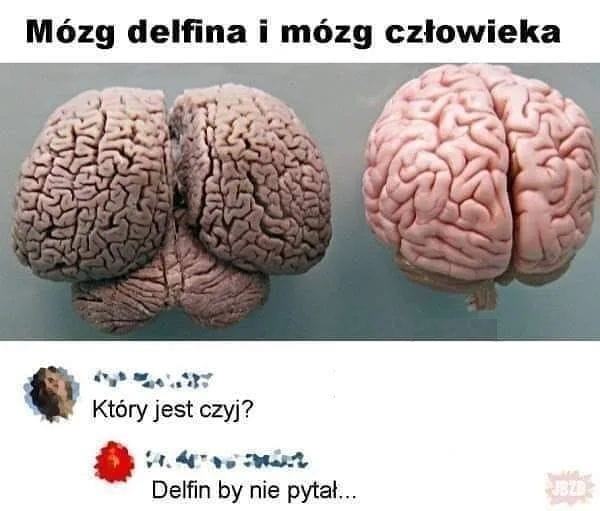 Obrázek clovek vs delfin