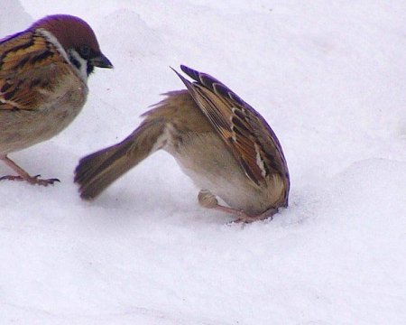 Obrázek co blbnes nejsi pstros