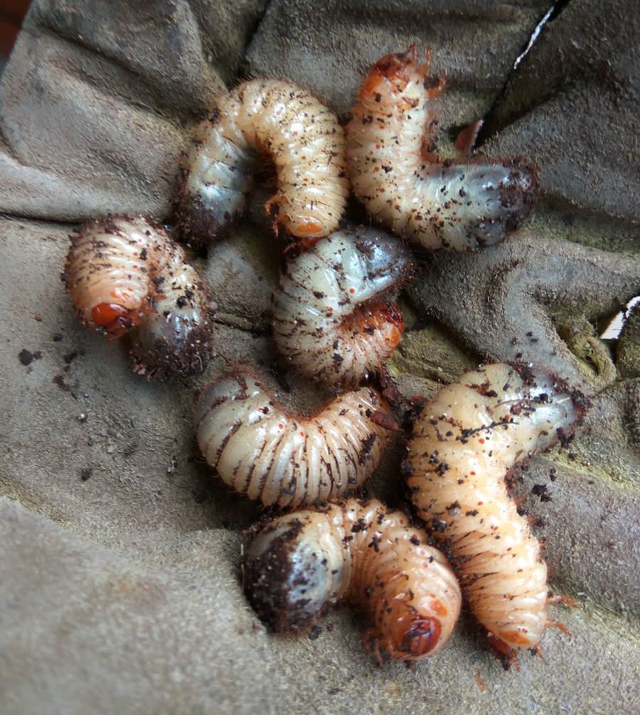 Obrázek co je to za cerviky