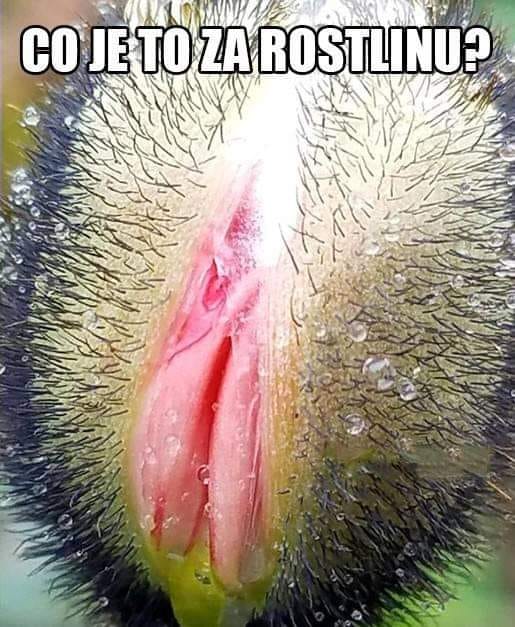 Obrázek co je to za rostlinu