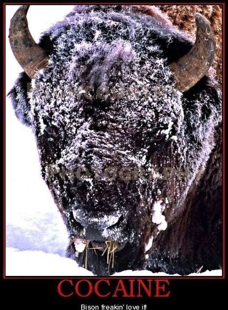 Obrázek cocaine bison
