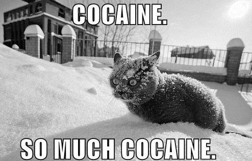 Obrázek cocainecat