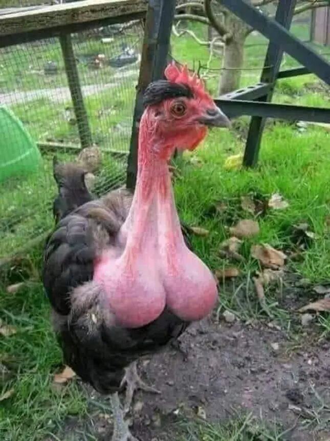 Obrázek cock -