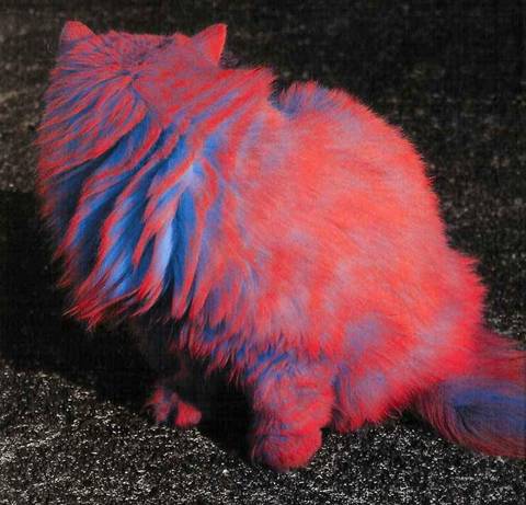 Obrázek colorcat24