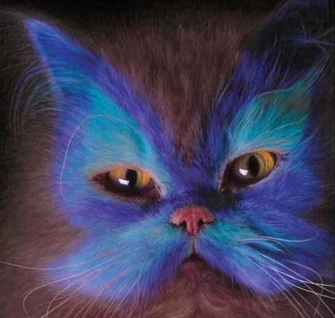 Obrázek colorcat5