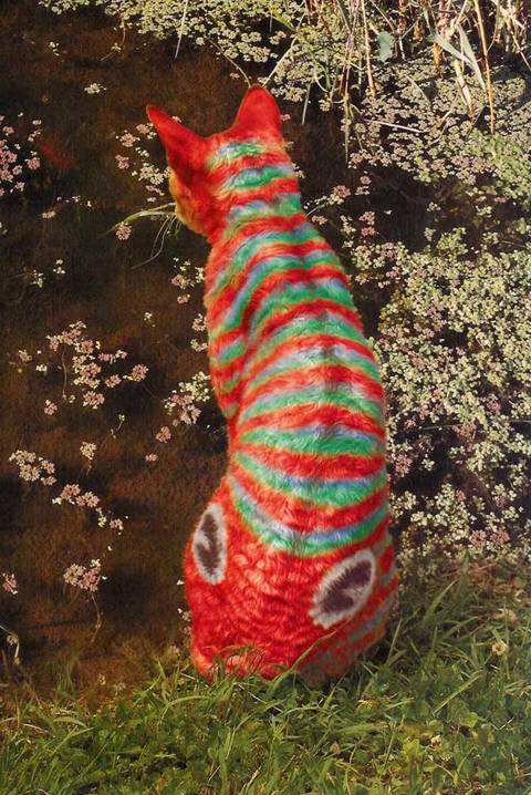 Obrázek colorcat9