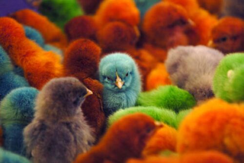Obrázek colored chicks