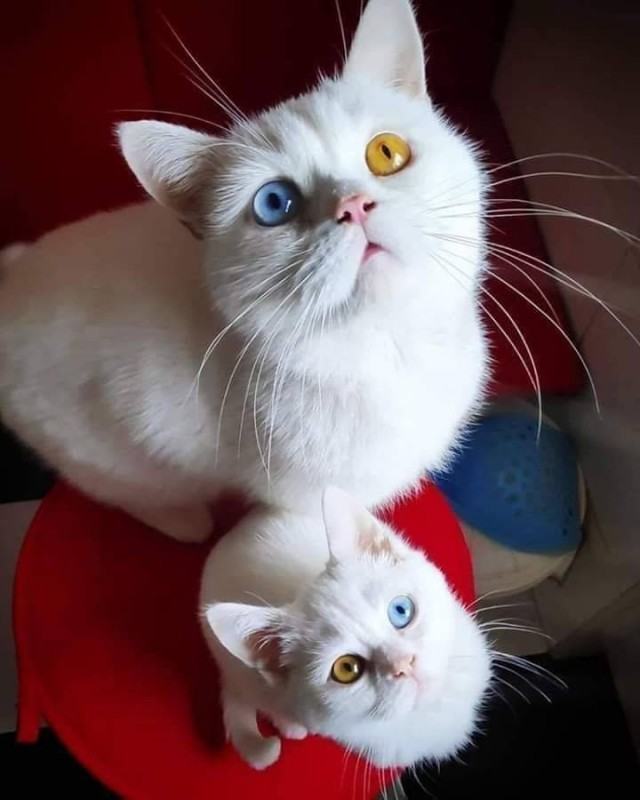 Obrázek colorful eyed cats