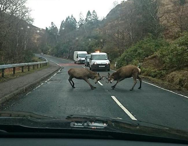 Obrázek combat on the road