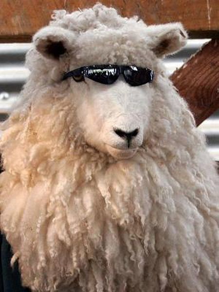 Obrázek cool ovce