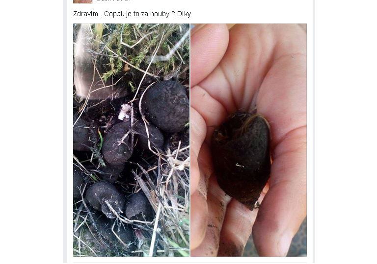 Obrázek copak je to za houby