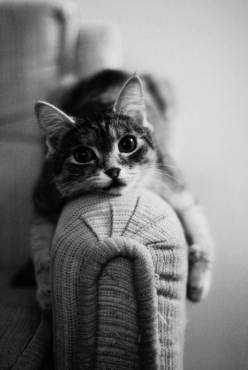 Obrázek couch kitty