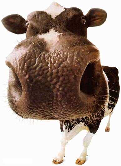 Obrázek cow