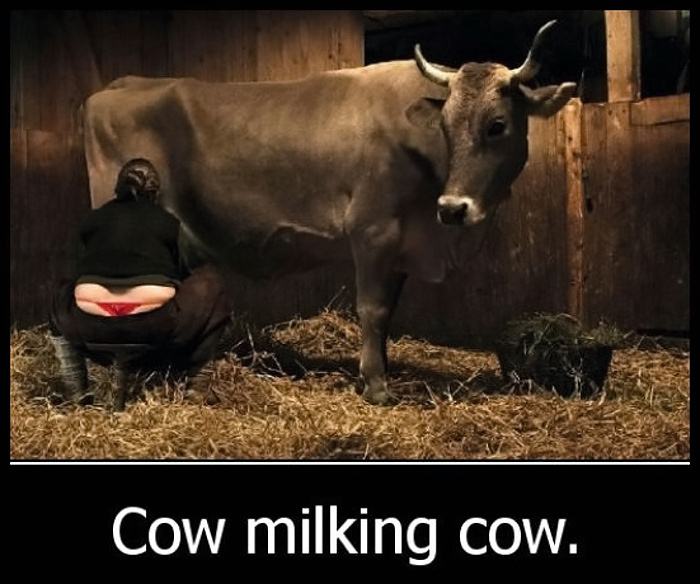 Obrázek cow milking cow
