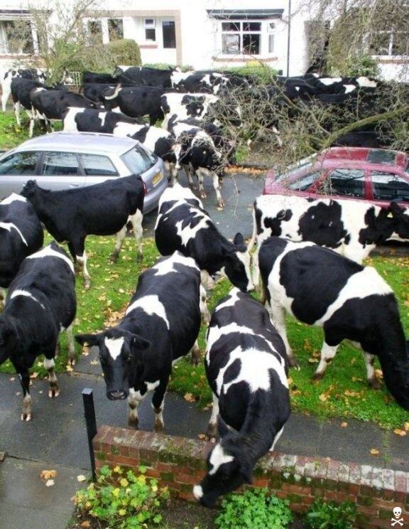 Obrázek cows in city