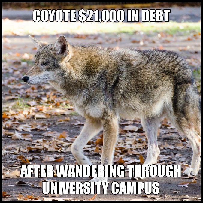Obrázek coyote-debt