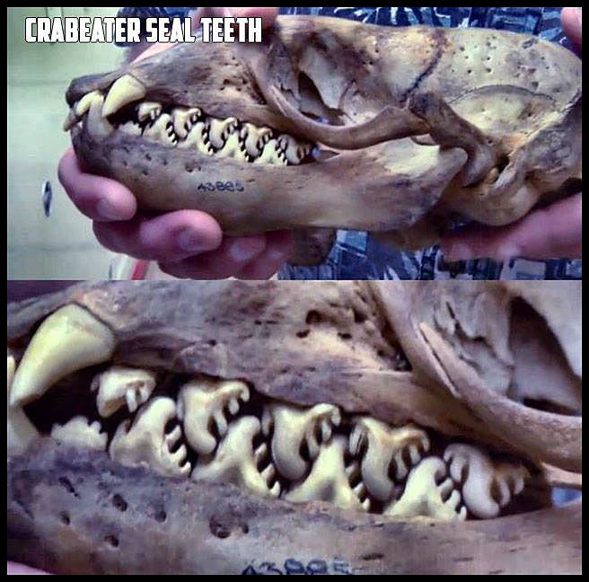 Obrázek cs-teeth