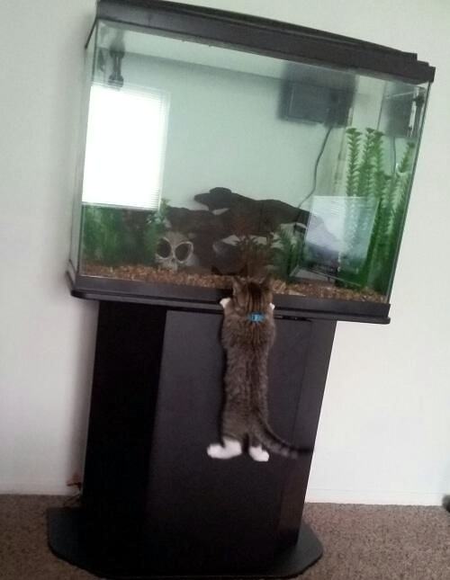 Obrázek curious-kitten 