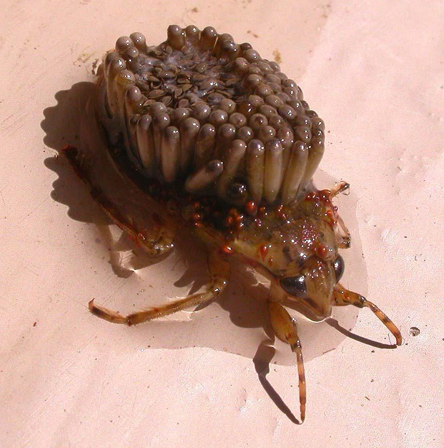 Obrázek cute bug