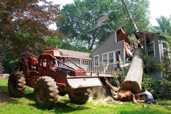 Obrázek cuttting-trees 2