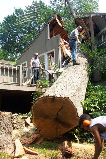 Obrázek cuttting-trees 3