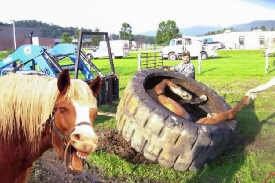 Obrázek daaamn horse