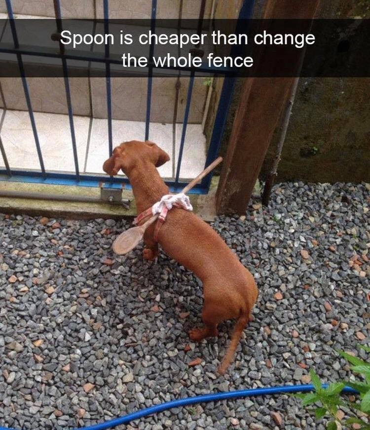 Obrázek dachshund in prison