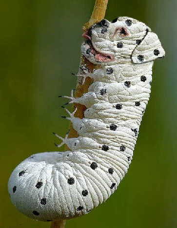 Obrázek dalmatin