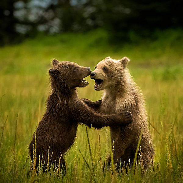 Obrázek dancing bears