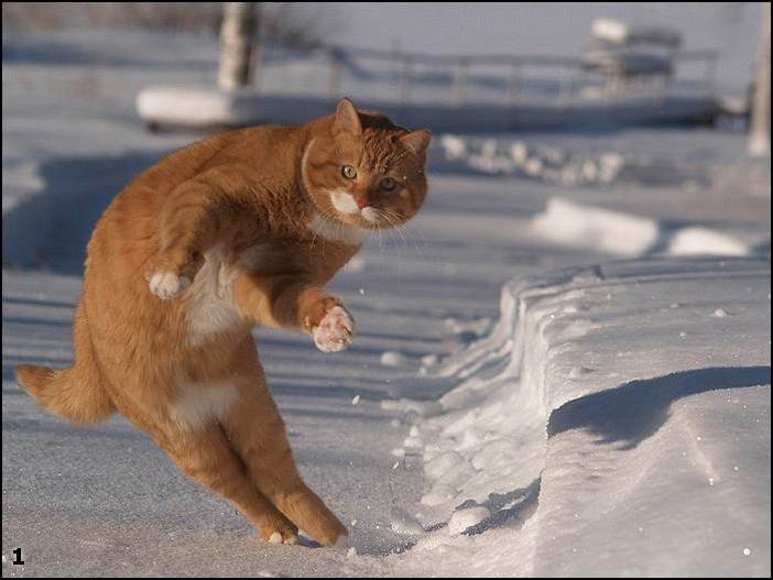 Obrázek dancing cat