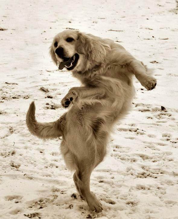 Obrázek dancing dog