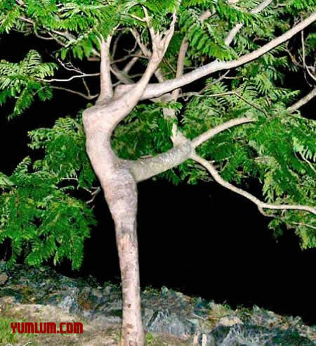 Obrázek dancing tree