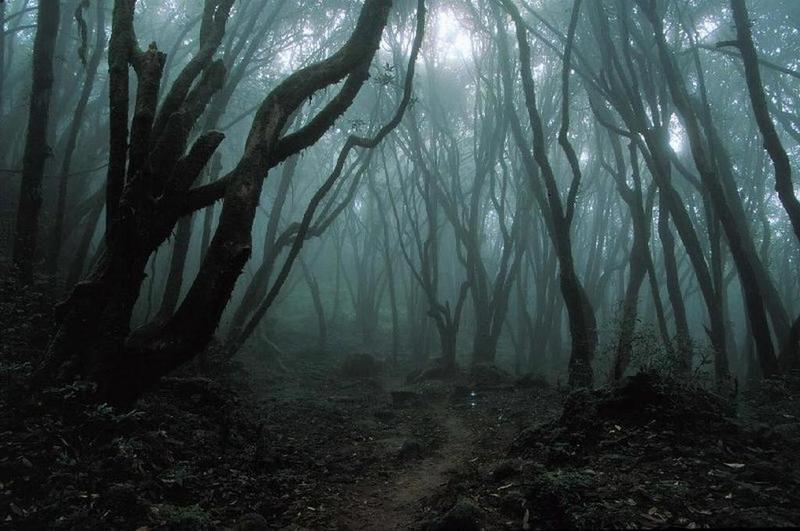 Obrázek dark  - magic forest