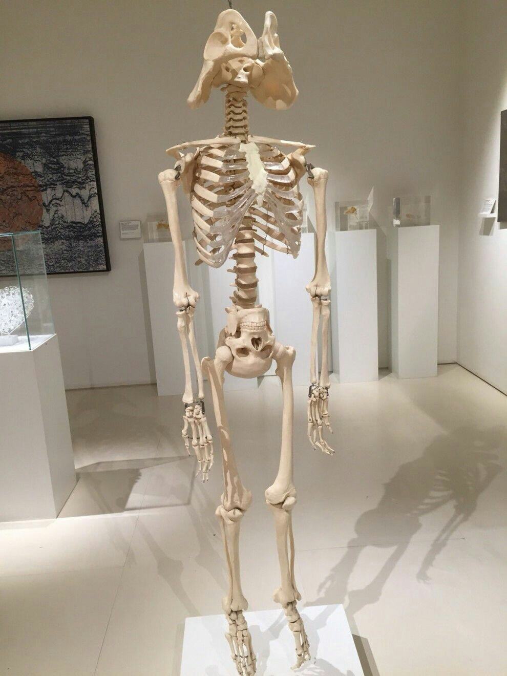 Obrázek darth skeleton