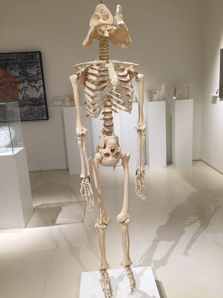 Obrázek darth skeletoner